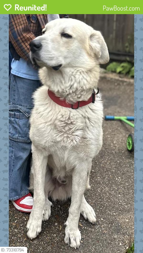 Reunited Male Dog last seen Freret and magnolia, New Orleans, LA 70117