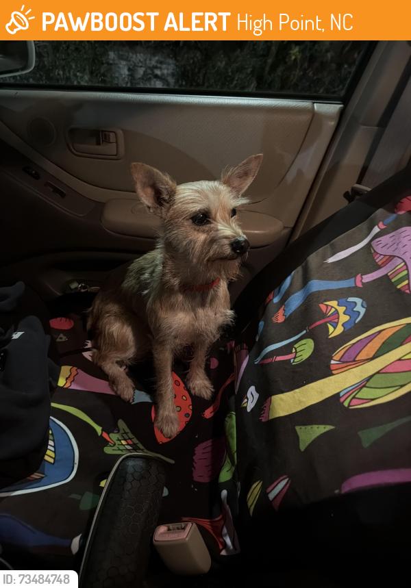 Found/Stray Male Dog last seen Lexington Ave and Hamilton Street, High Point, NC 27262