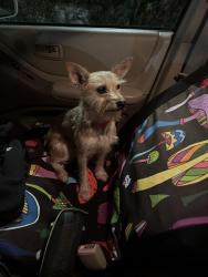 Found/Stray Male Dog last seen Lexington Ave and Hamilton Street, High Point, NC 27262