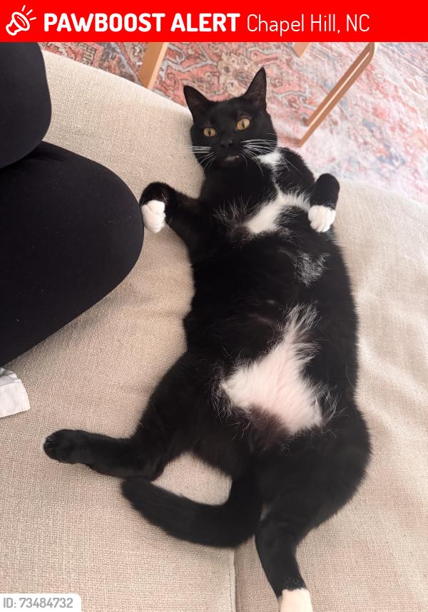 Lost Female Cat last seen Governors Village, Chapel Hill, NC 27517