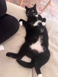 Lost Female Cat last seen Governors Village, Chapel Hill, NC 27517
