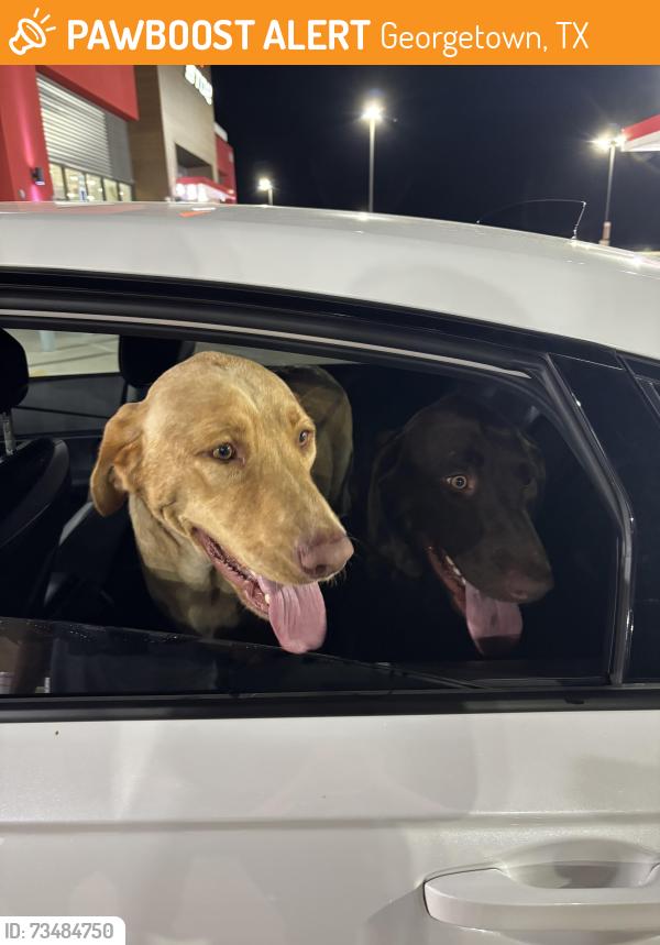 Found/Stray Male Dog last seen Williams drive, Georgetown, TX 78628