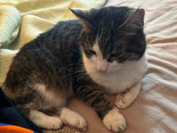 Lost Female Cat last seen Cawthra and Bloor, Mississauga, ON L5A 3R4