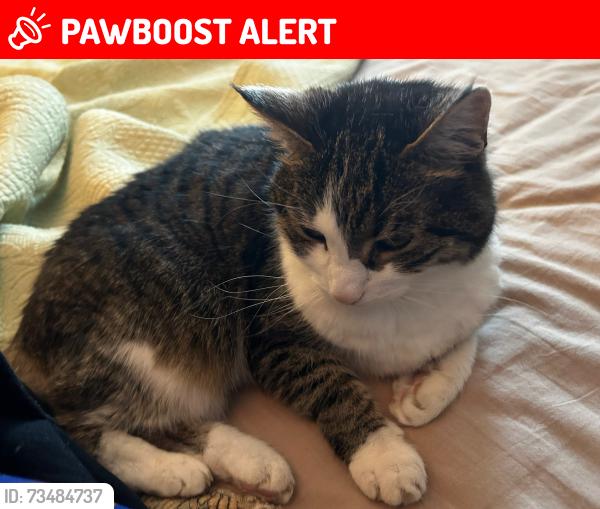 Lost Female Cat last seen Cawthra and Bloor, Mississauga, ON L5A 3R4