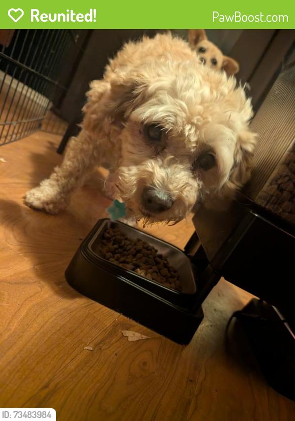 Reunited Female Dog last seen Citrus / Redlands, Perris, CA 92571