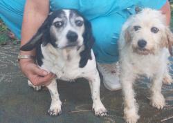 Reunited Male Dog last seen Sharpes Ridge, Knoxville, TN 37917
