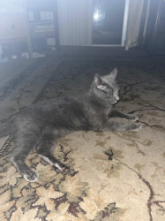 Reunited Female Cat last seen Trenton Avenue or Spring Hill Drive, Spring Hill, FL 34606