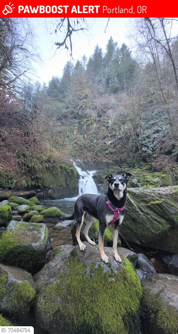 Lost Female Dog last seen 71st and division, Portland, OR 97215