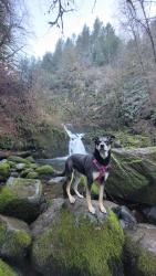 Lost Female Dog last seen 71st and division, Portland, OR 97215