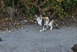 Found/Stray Unknown Cat last seen Brookhaven apmts, Indianapolis, IN 46226