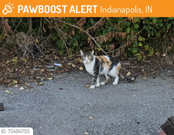 Found/Stray Unknown Cat last seen Brookhaven apmts, Indianapolis, IN 46226