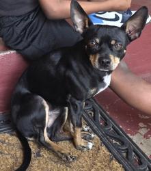 Reunited Male Dog last seen The zoo and the science museum, Oklahoma City, OK 73111