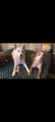 Lost Female Dog last seen Near quaker and 40th street was told they were heading towards 34th, Lubbock, TX 79414
