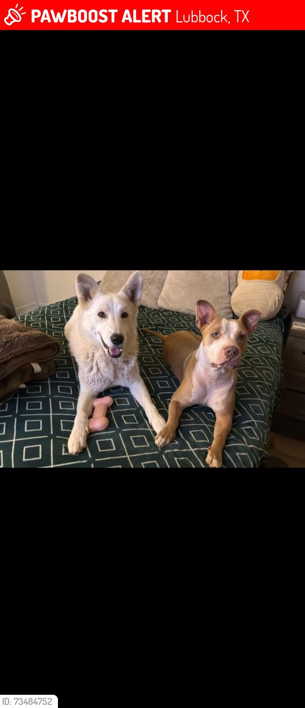 Lost Female Dog last seen Near quaker and 40th street was told they were heading towards 34th, Lubbock, TX 79414
