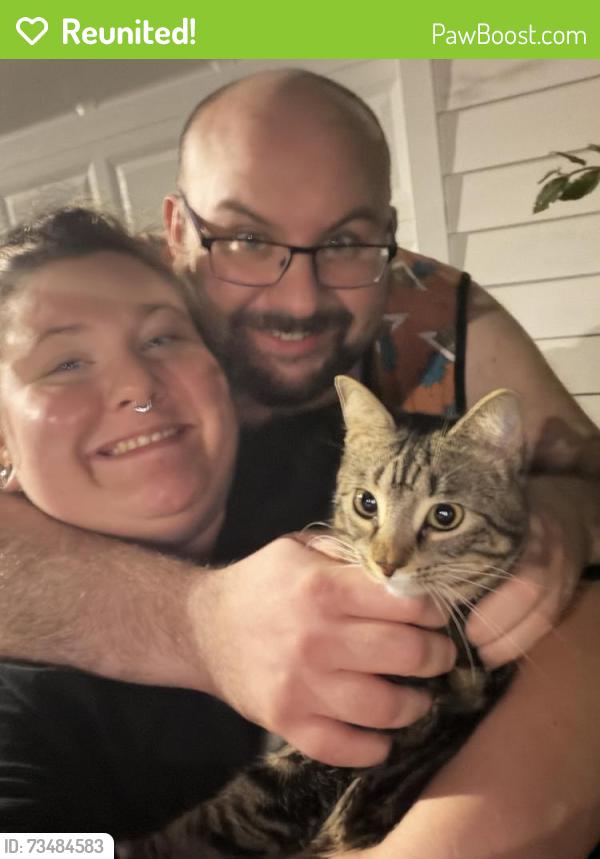 Reunited Female Cat last seen Solomar Wildwood Townhouses, Wildwood, FL 34785