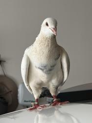 Found/Stray Unknown Bird last seen Ontario ranch, Ontario, CA 91761