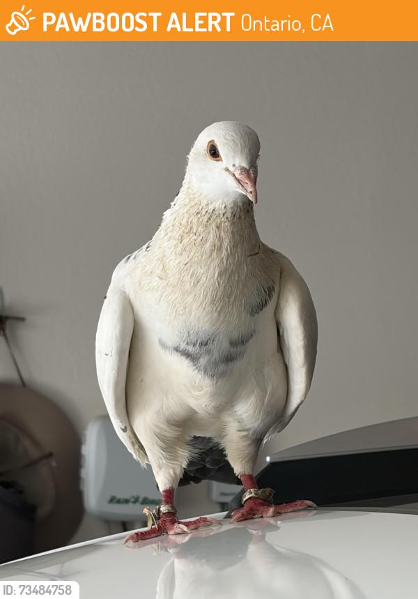 Found/Stray Unknown Bird last seen Ontario ranch, Ontario, CA 91761