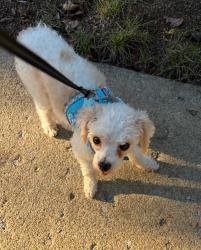 Lost Male Dog last seen Village of Amberleigh Hull St Rd 23236 North Chesterfield, Rockwood, VA 23236