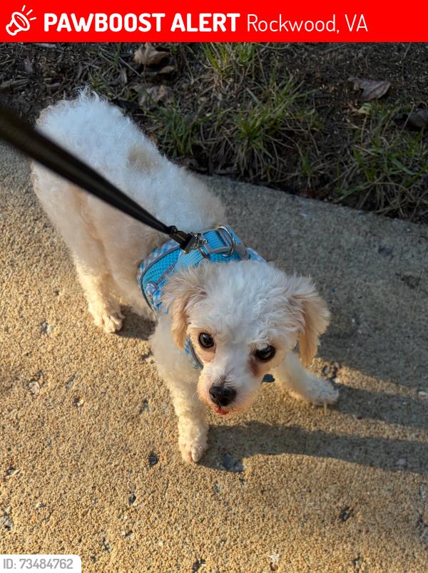 Lost Male Dog last seen Village of Amberleigh Hull St Rd 23236 North Chesterfield, Rockwood, VA 23236