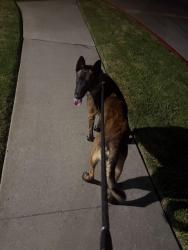Found/Stray Male Dog last seen Kona Dr and Waikiki, Huntington Beach, CA 92649