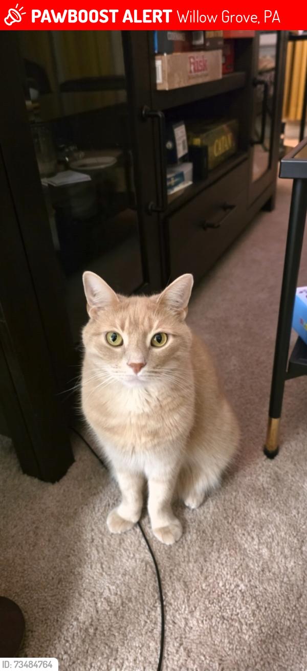 Lost Male Cat last seen Fairview Ave and Parkview Ave, Willow Grove, PA 19090