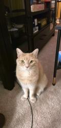 Lost Male Cat last seen Fairview Ave and Parkview Ave, Willow Grove, PA 19090