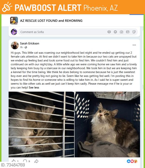 Found/Stray Male Cat last seen Phoenix, Phoenix, AZ 85003