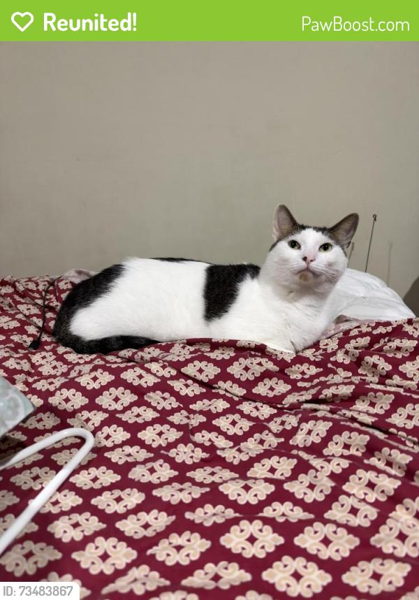 Reunited Male Cat last seen Hillcrest cndmnium, Peekskill, NY 10566