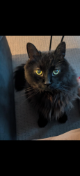 Reunited Male Cat last seen 86th street and 34th ave NW, Calgary, AB T3B 1R5