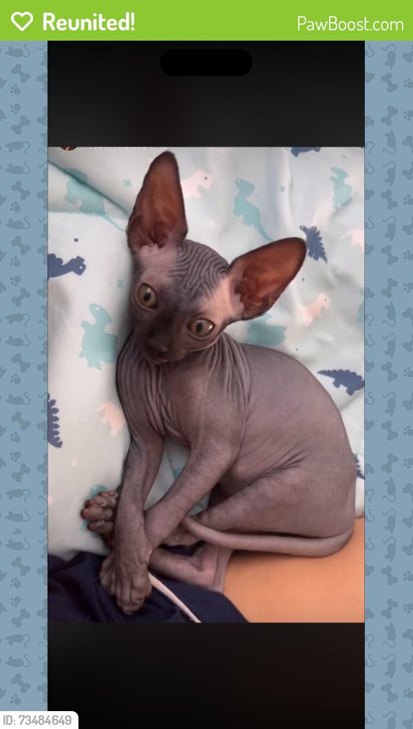 Reunited Male Cat last seen Near Rachael Ave, National City, CA 91950, USA, National City, CA 91950