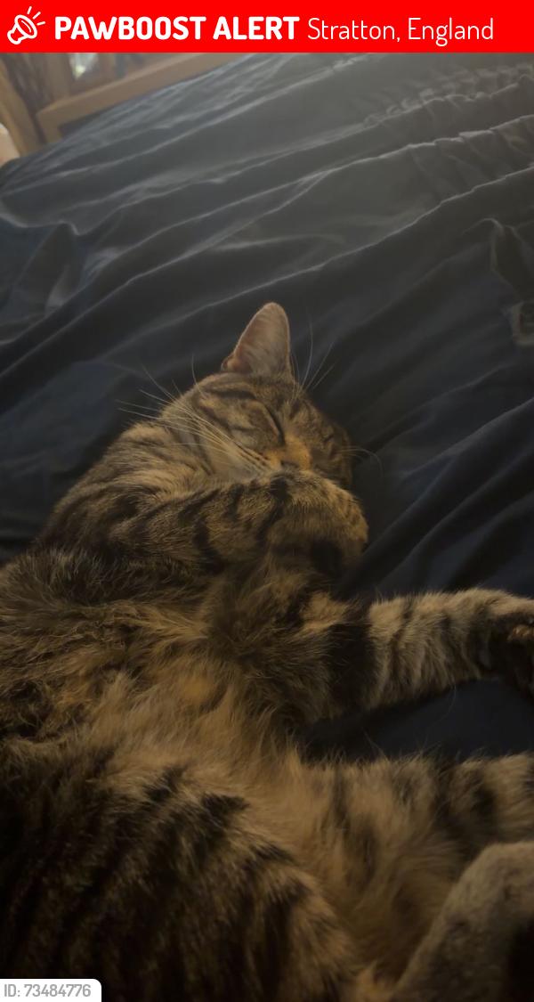 Lost Male Cat last seen st margrets chruch, Stratton, England 