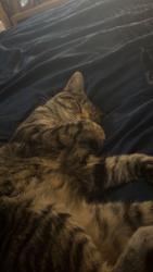 Lost Male Cat last seen st margrets chruch, Stratton, England 