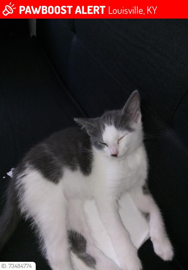 Lost Female Cat last seen Kroger's and Aldi's grocery Dixie highway PRP shively area, Louisville, KY 40216