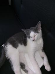 Lost Female Cat last seen Kroger's and Aldi's grocery Dixie highway PRP shively area, Louisville, KY 40216