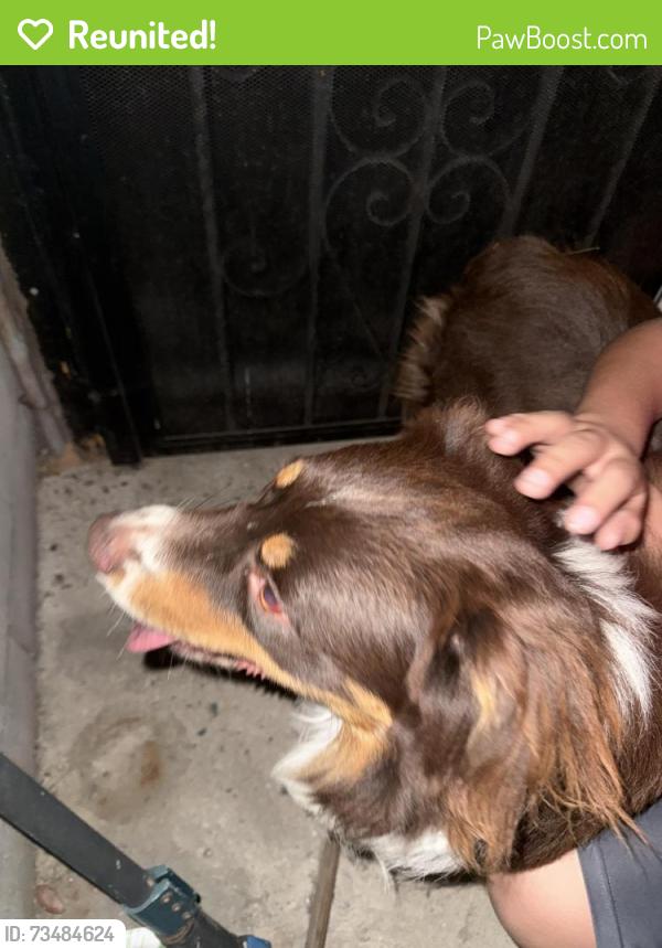 Reunited Male Dog last seen Near Lugo Ave Lynwood, Lynwood, CA 90262