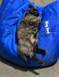 Lost Female Cat last seen Shadwell, Barnhart, MO 63012