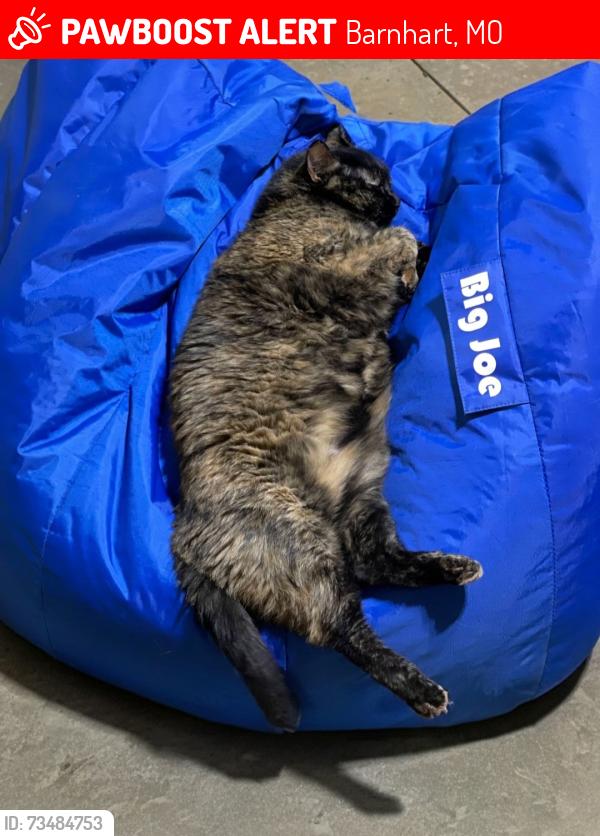 Lost Female Cat last seen Shadwell, Barnhart, MO 63012