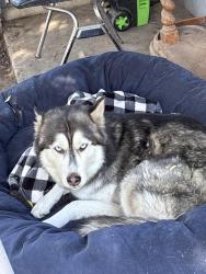 Lost Female Dog last seen Cross, Merit St, cherry , and Gem st inward Tulare hosp, Tulare, CA 93274