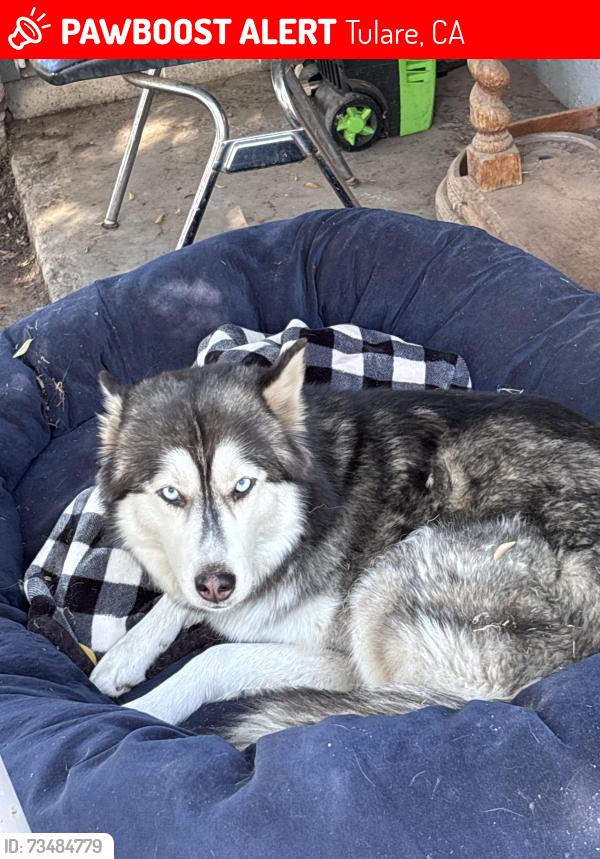 Lost Female Dog last seen Cross, Merit St, cherry , and Gem st inward Tulare hosp, Tulare, CA 93274