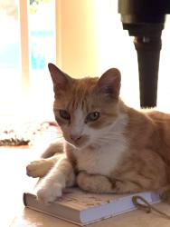 Lost Male Cat last seen Walnut St, Fountain Valley, CA 92708