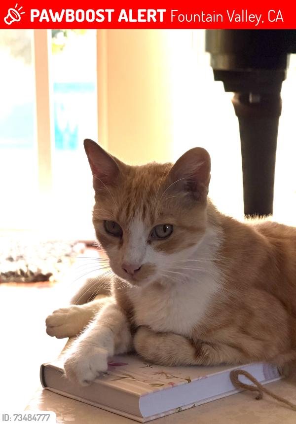 Lost Male Cat last seen Walnut St, Fountain Valley, CA 92708