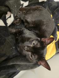 Reunited Female Cat last seen Flameleaf St. and Wax Aly., Apopka, FL 32712