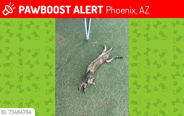 Lost Female Cat last seen west moreland st, Phoenix, AZ 85009