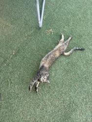 Lost Female Cat last seen west moreland st, Phoenix, AZ 85009
