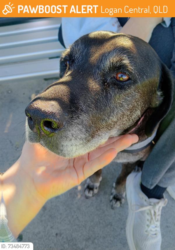 Found/Stray Unknown Dog last seen Bus Stop across from Spar shop on Jacaranda Avenue, Logan Central, QLD 4114