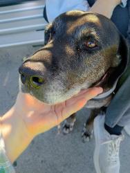 Found/Stray Unknown Dog last seen Bus Stop across from Spar shop on Jacaranda Avenue, Logan Central, QLD 4114
