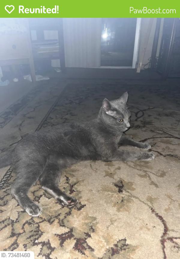 Reunited Female Cat last seen Trenton Avenue or Spring Hill Drive, Spring Hill, FL 34606