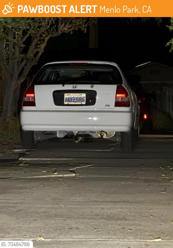 Found/Stray Unknown Cat last seen Laurel School Upper Campus, Menlo Park, CA 94025