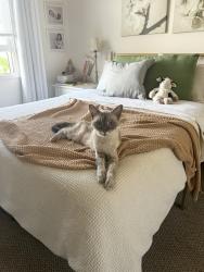 Lost Female Cat last seen Chinquapin & Harrison, Carlsbad, CA 92008