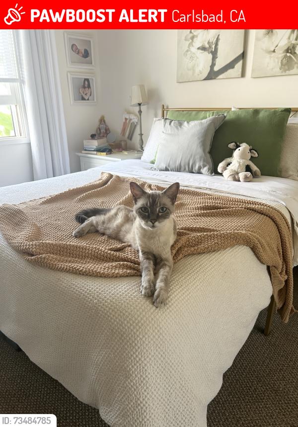 Lost Female Cat last seen Chinquapin & Harrison, Carlsbad, CA 92008